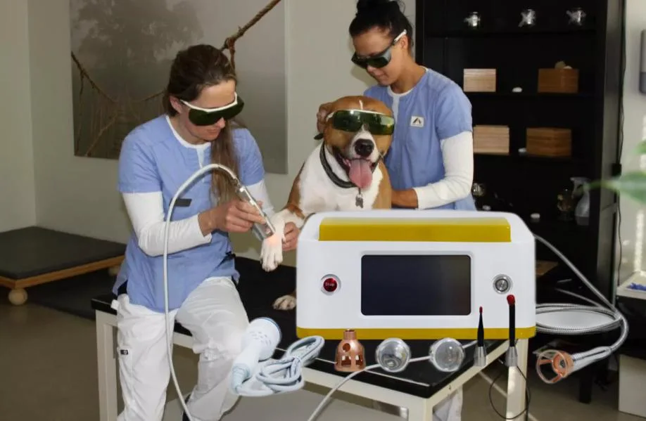 Veterinary Equipment Medical Laser Pet Physical Therapy Laser Therapy Physiotherapy