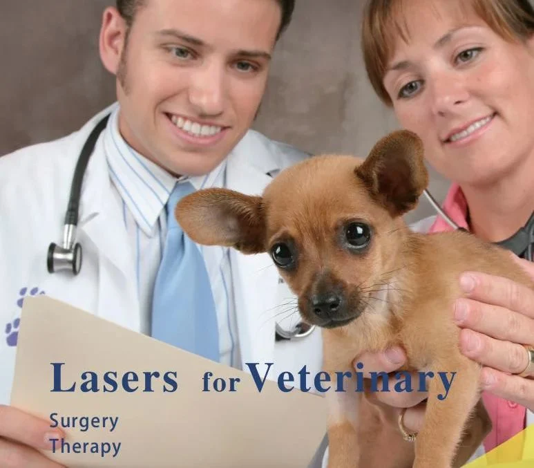 Cold Laser Therapy for Dogs Veterinary Laser Pet Diode Therapy