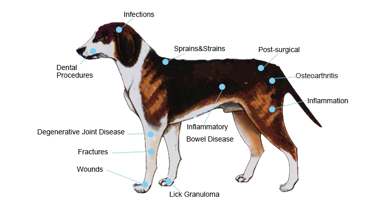 Yjt Manufacturer Wholesale Laser Therapy Handheld Laser 808 Nm for Pets and Animal Pain Relief