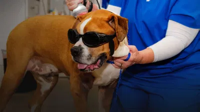 Terapia de Lasit de tejido profundo portátil 980nm Terapia Veterinaria láser para Alivio del dolor animales máquina