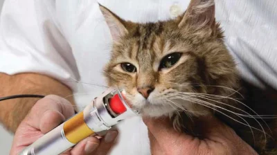 Terapia de Lasit de tejido profundo portátil 980nm Terapia Veterinaria láser para Alivio del dolor animales máquina