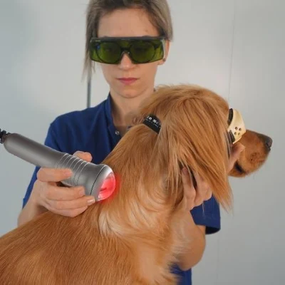 Tratamiento del dolor con láser frío 980nm Terapia quirúrgica con láser veterinario Fisioterapia Equipo
