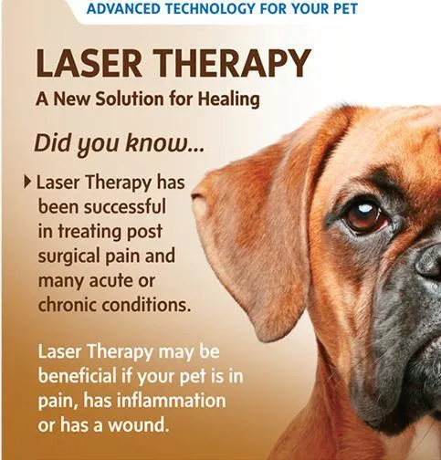 Laseev Yaser Diode Laser 1064nm 980nm 810nm Treatment Veterinary Therapy Laser Equipments for Vet Pets