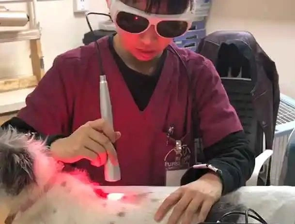 Veterinary Laser High Power Therapy Equipment for Animals and Vet Clinic Cold Laser Therapy Device