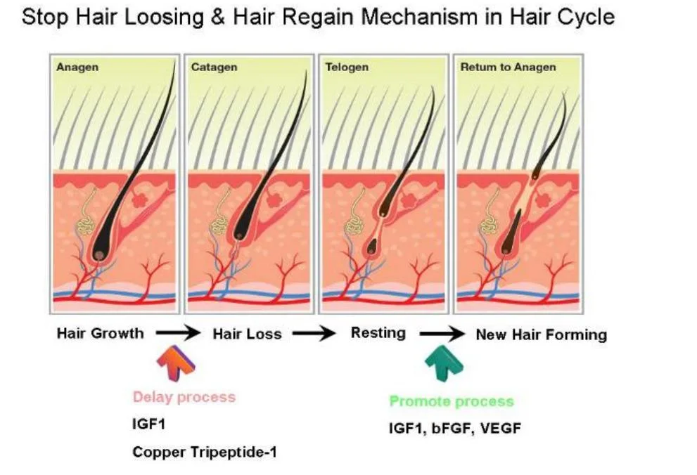 Professional Hair Growth Machine 650 Nm Low Level Laser Anti Hair Loss Hair Growth Device with Follicles Scanner