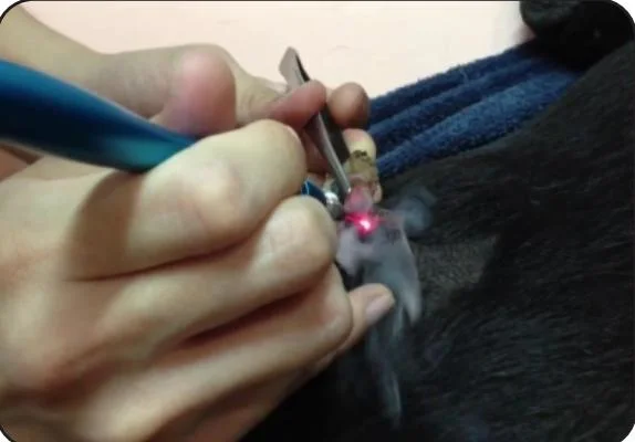 Cold Laser Therapy for Dogs Veterinary Laser Pet Diode Therapy