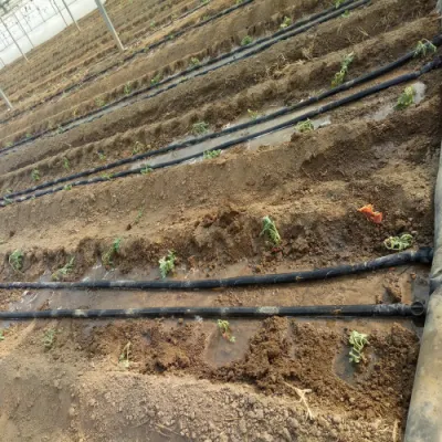  PE/PP/HDPE/PVC, tubi di irrigazione a spruzzo e gocciolamento per applicazioni agricole