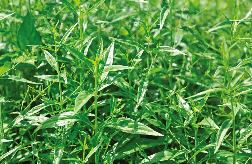 Wholesale Pure Andrographis Paniculata Extract Andrographolide 10%