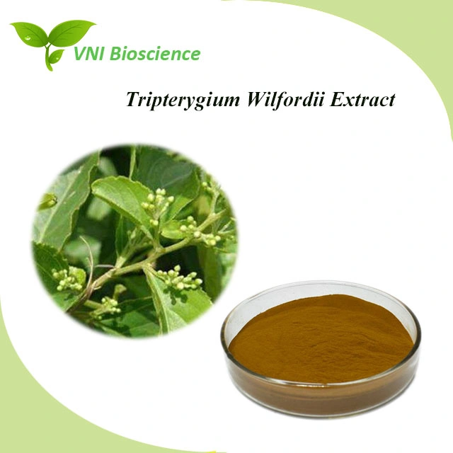 Kosher Certified Tripterygium Wilfordii Extract Thunder God Vine Extract