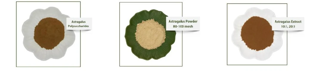 Hhd Enhancing Immunity Astragalus Root Extract HPLC 98% Astragaloside CAS: 83207-58-3