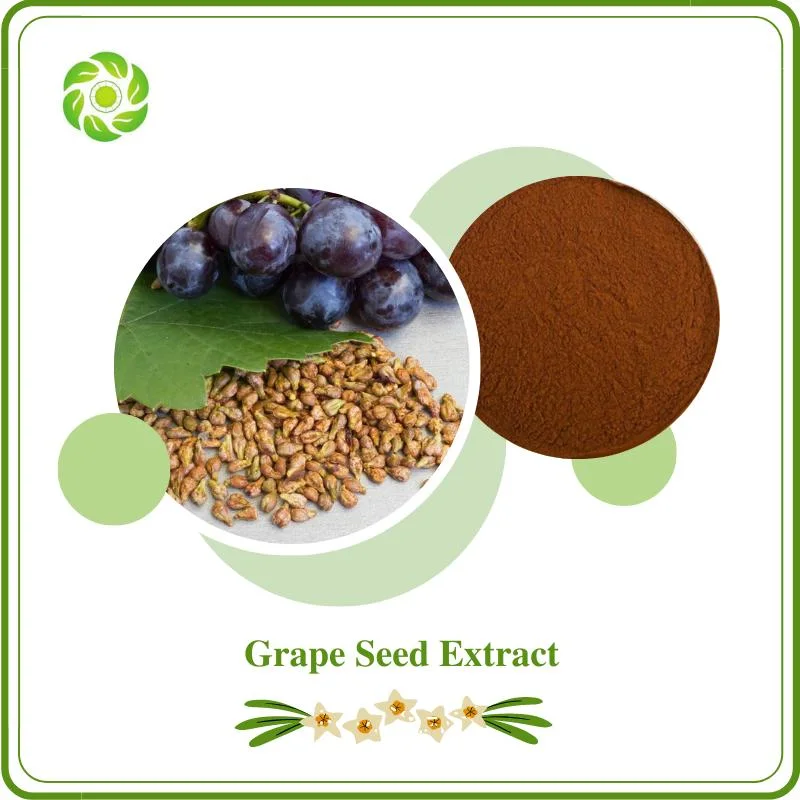 Sophora Japonica Extract Ginkgo Biloba Extract Celery Extract Grape Seed Extract10%-99% Trans-Resveratrol 98% Polydatin Polygonum Cuspidatum Extract