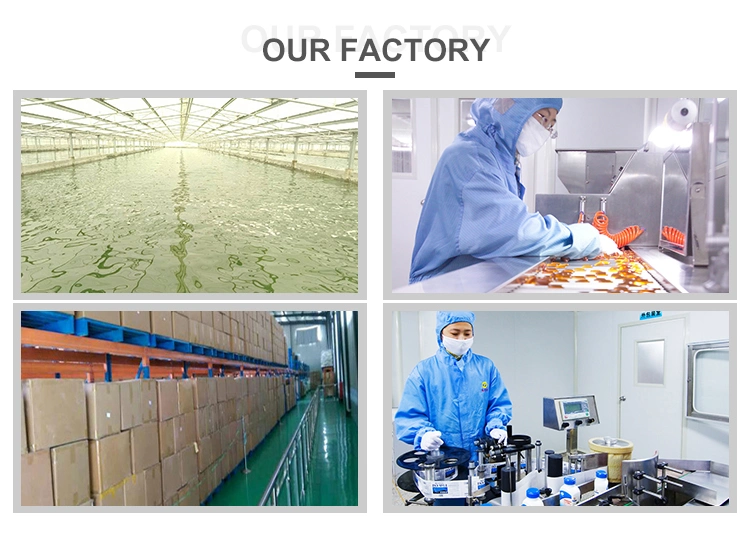 ISO Factory Supply Rosemary Extract 10: 1