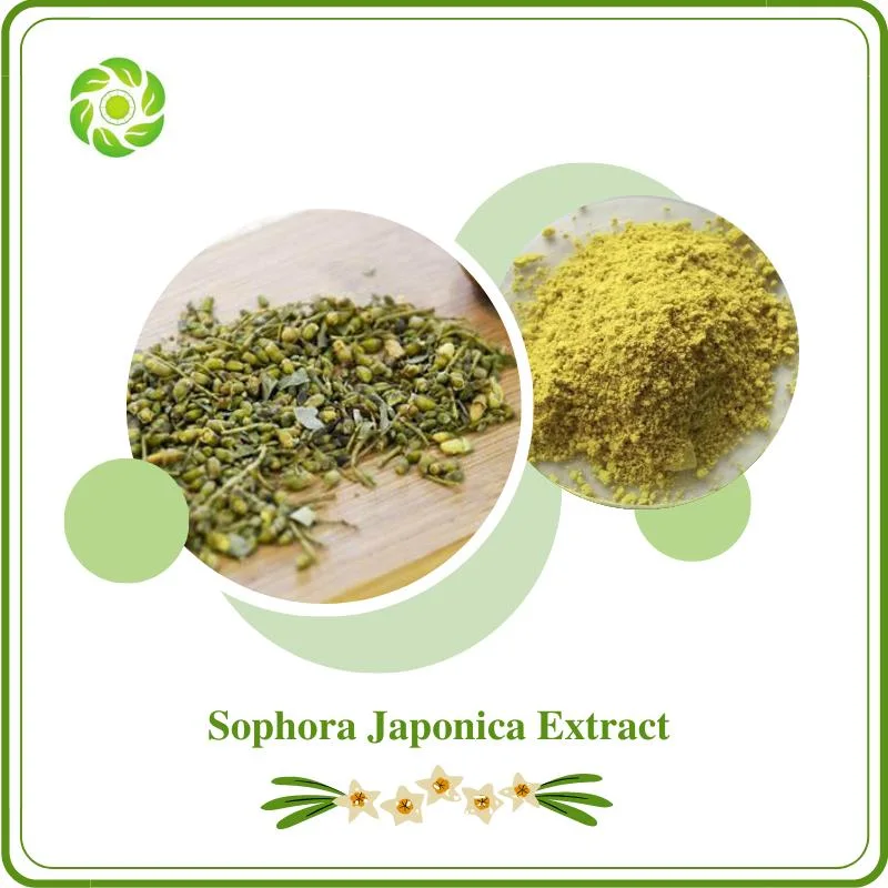 Sophora Japonica Extract Ginkgo Biloba Extract Celery Extract Grape Seed Extract10%-99% Trans-Resveratrol 98% Polydatin Polygonum Cuspidatum Extract