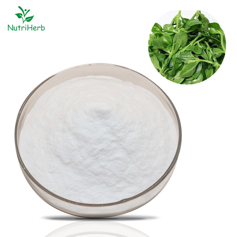 Factory Supply Andrographolide 98% Herba Andrographis Extract Andrographolide