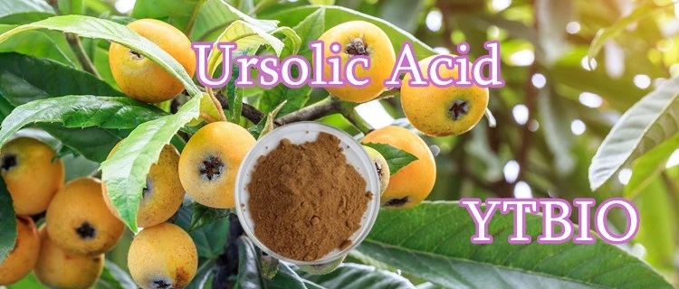 Natural Loquat Leaves Extract Ursolic Acid