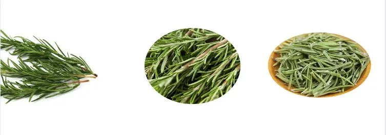 High Quality Rosemary Leaf Extract Carnosic Acid/Rosmarinic Acid/Ursolic Acid