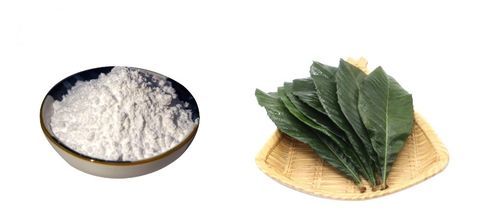 Natural Loquat Leaf Extract Powder 98% Ursolic Acid CAS 77-52-1
