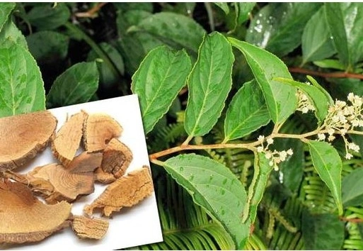 Factory Supply Tripterygium Wilfordii Herb Plant Extract Powder Thunder God Vine Extract