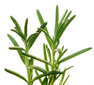 Natural Antioxidant Rosemary Extract Carnosic Acid Rosmarinic Acid Ursolic Acid Feed Additive