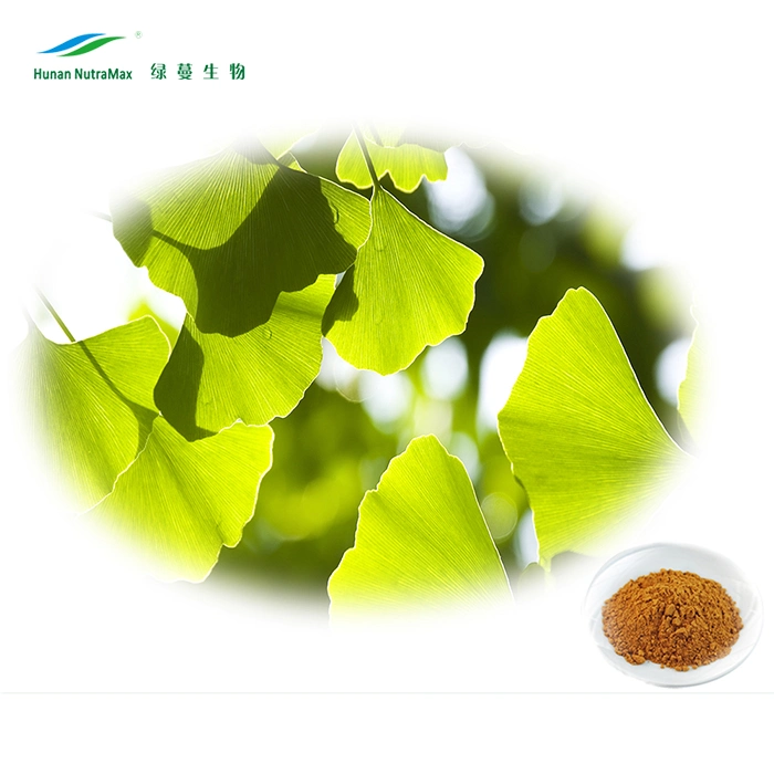 Ginkgo Biloba Leaf Extract with Flavone Glycosides 24% Ginkgolides 6%