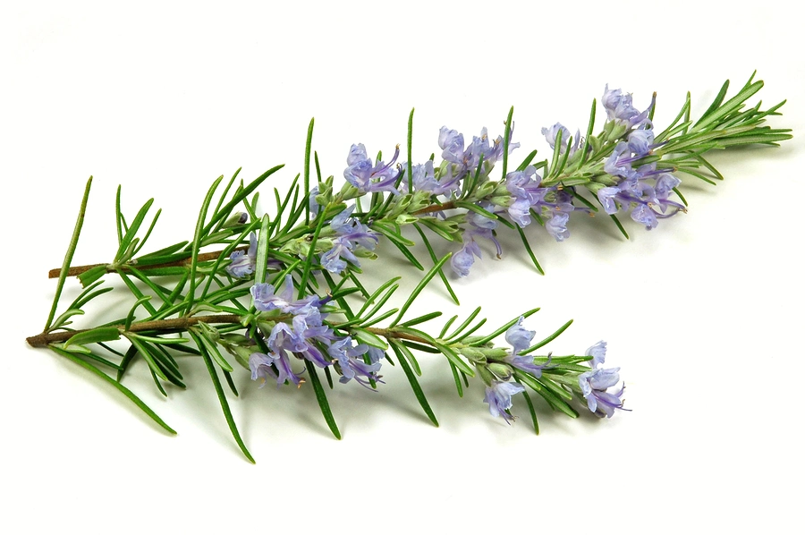 100% Pure Price Rosemary Extract Powder Carnosic Acid