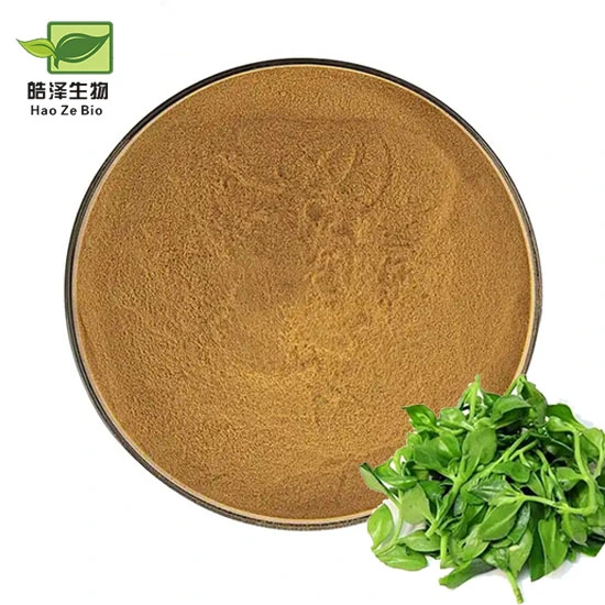 Bulk Andrographis Paniculata Extract 10%-98% Andrographolide Powder