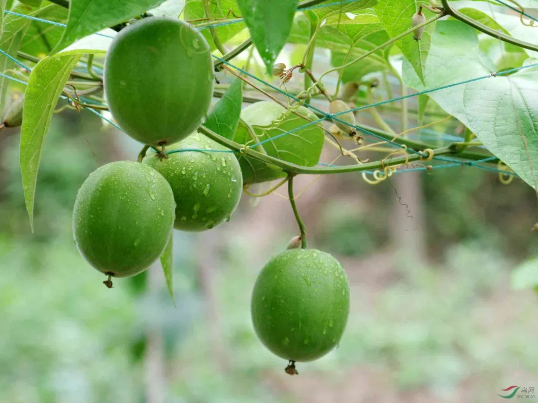 Herbway Luo Han Guo Extract Mogroside Momordica Grosvenori Swingle Mogroside Monk Fruit Extract