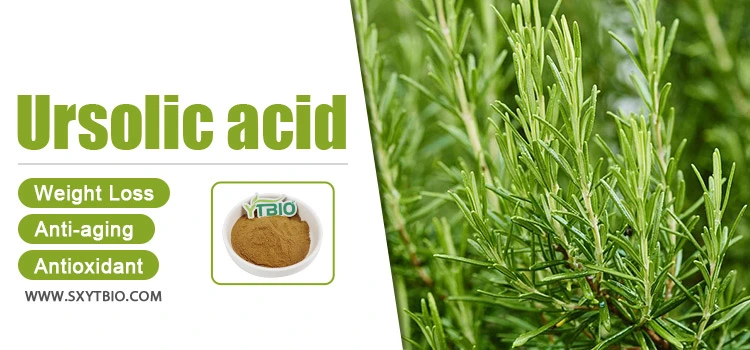 Natural Loquat Leaf Extract Ursolic Acid CAS 77-52-1 Ursolic Acid