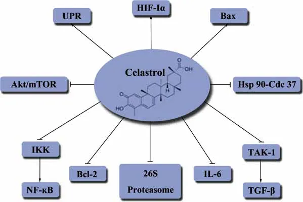 High Quality 99% CAS 34157-83-0 Celastrol Supplement Powder