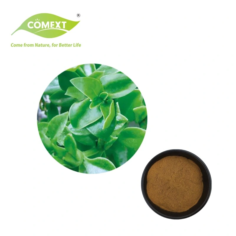 Comext Factory 100% Natural Product Andrographolide 5%-99% Andrographis Paniculata Extract