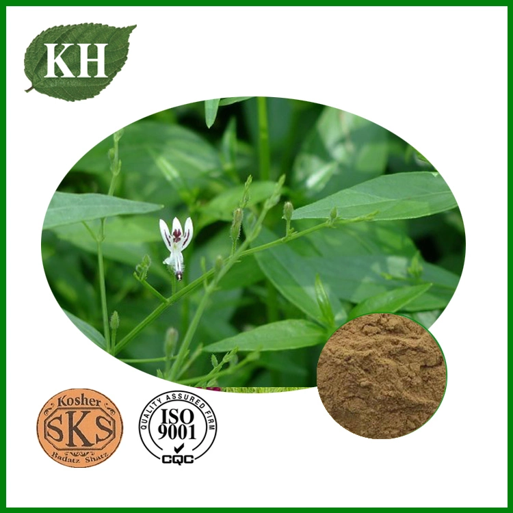 Andrographis Paniculata Extract 5%, 30% Andrographolide