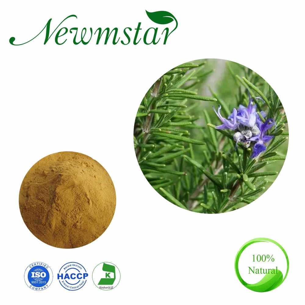Natual Plant Extract Rosemary Extract with Ursolic Acid 20% Carnosic Acid 20%