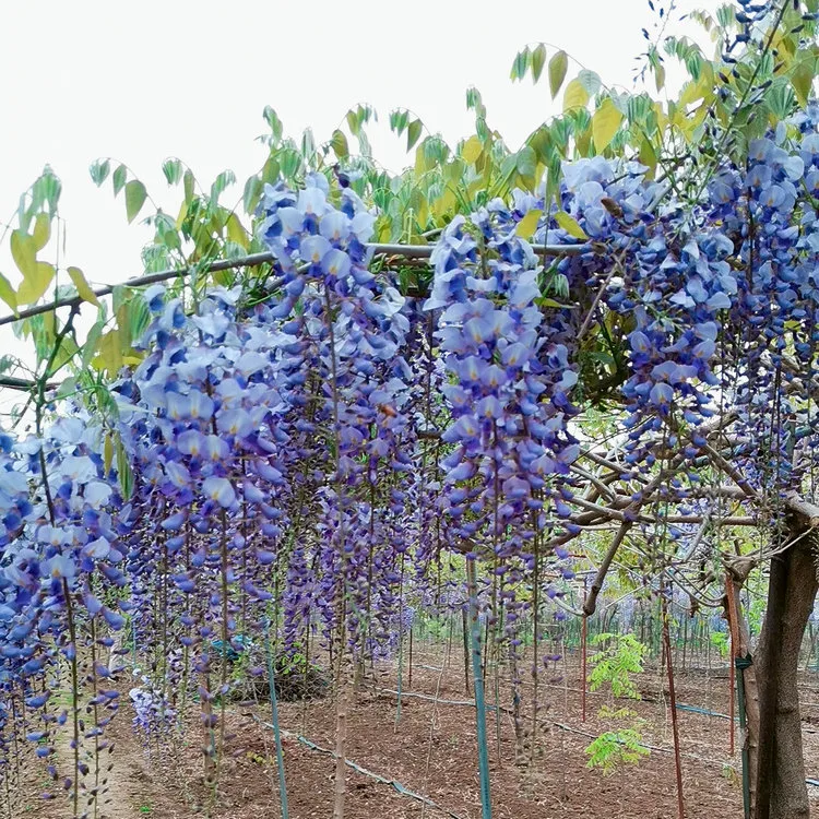High Quality Different Color Size Beautiful Flower Wisteria Seedling for Garden Grow