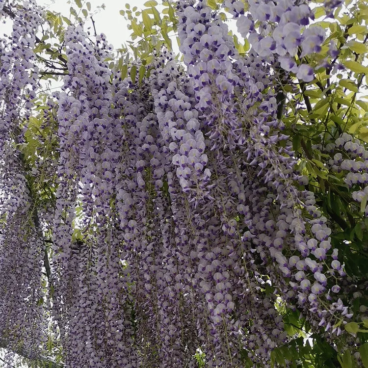 High Quality Different Color Size Beautiful Flower Wisteria Seedling for Garden Grow