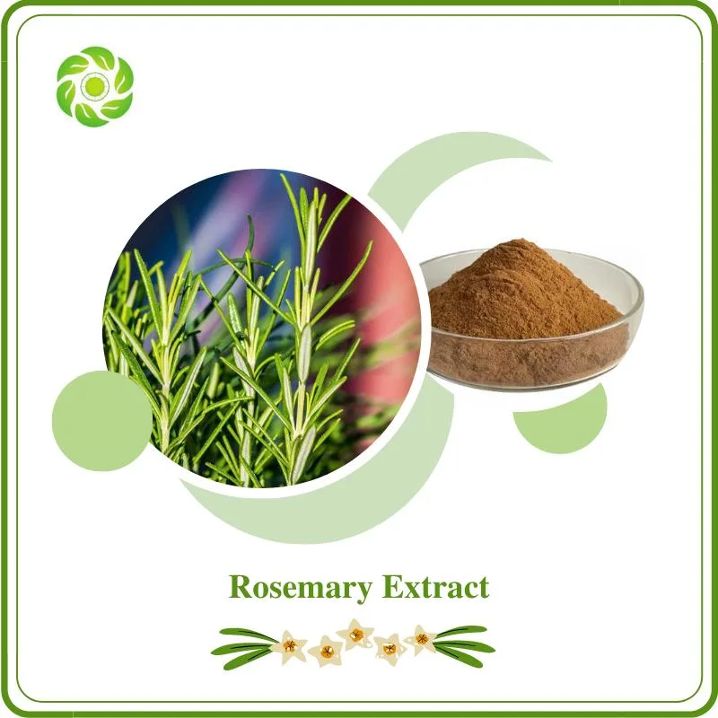 World Well-Being Biotech Rosmarinic Acid 5-90% Ursolic Acid 5-98% Inhibits HIV Infection Slows Down Aging Enhances Memory Improves Digestion Rosemary Extract