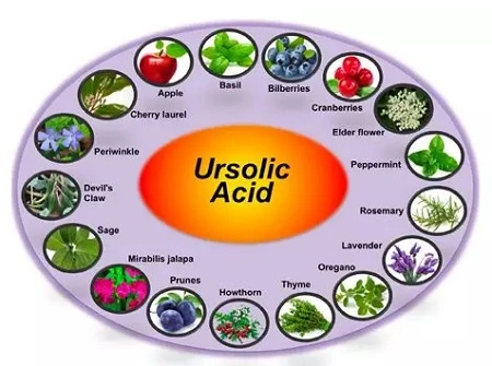 Ursolic Acid 5%-98% CAS 77-52-1 Uosolic Acid Ursoliic Acid 3-Beta-3-Hydroxy-Urs-12-Ene-28-Oic-Acid
