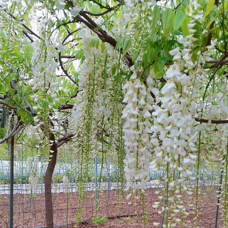 High Quality Different Color Size Beautiful Flower Wisteria Seedling for Garden Grow