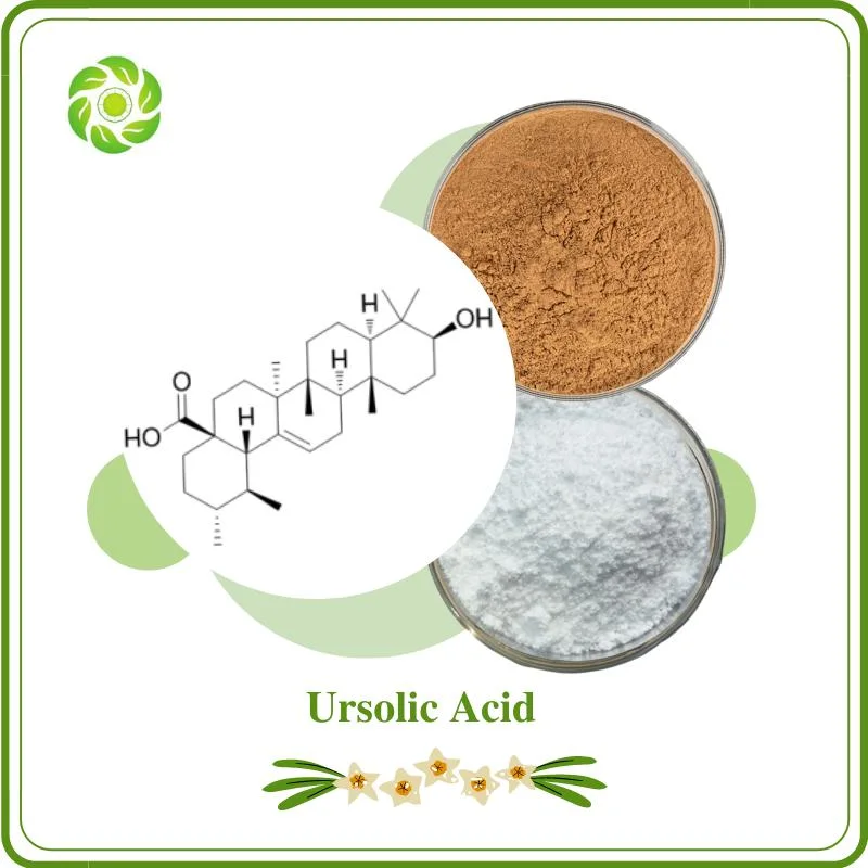 Ursolic Acid 5%-98% CAS 77-52-1 Uosolic Acid Ursoliic Acid 3-Beta-3-Hydroxy-Urs-12-Ene-28-Oic-Acid