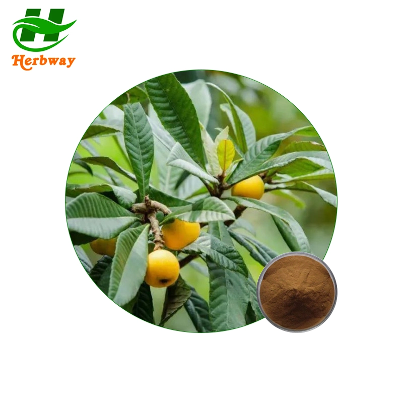 Herbway Kosher Halal Fssc HACCP Certified Cosmetic Grade Loquat Leaf Extract Loquat Leaves Extract Ursolic Acid