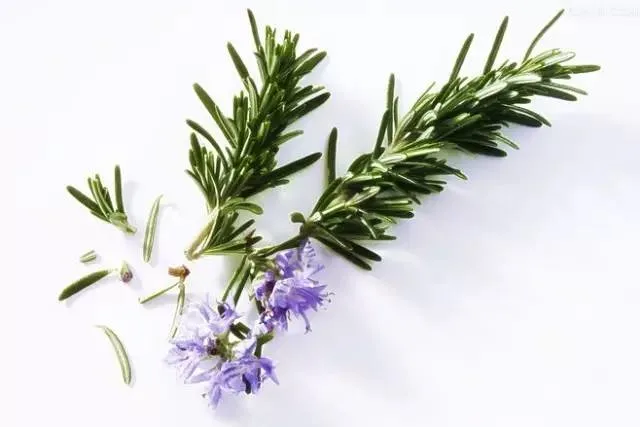 ISO Factory Supply Rosemary Extract 10: 1