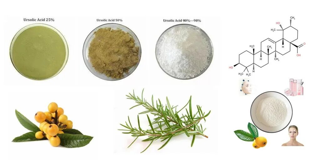 Wholesale Natural Loquat Leaf Extract Ursolic Acid Powder 99% CAS 77-52-1 Ursolic Acid
