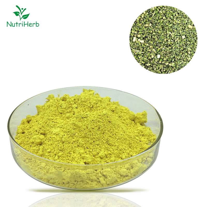 Anti-Inflammatory Sophora Japonica Flower Extract Powder Natural Quercetin 95%