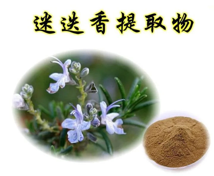 Natural Rosemary Leaf Extract Powder 98% Ursolic Acid