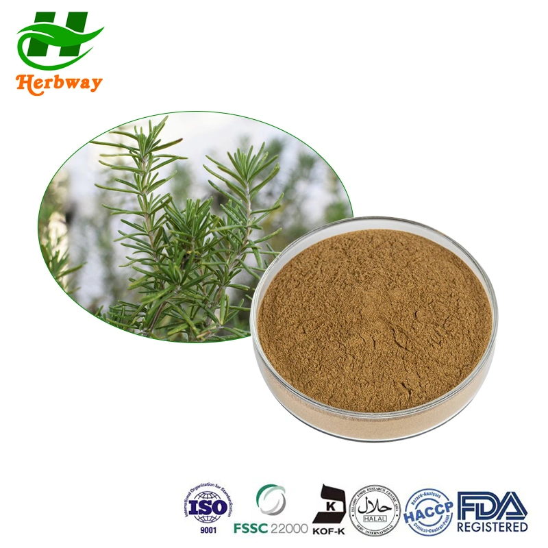 100% Natural Rosemary Leaf Extract Powder 4: 1kosher Halal Fssc HACCP Certified