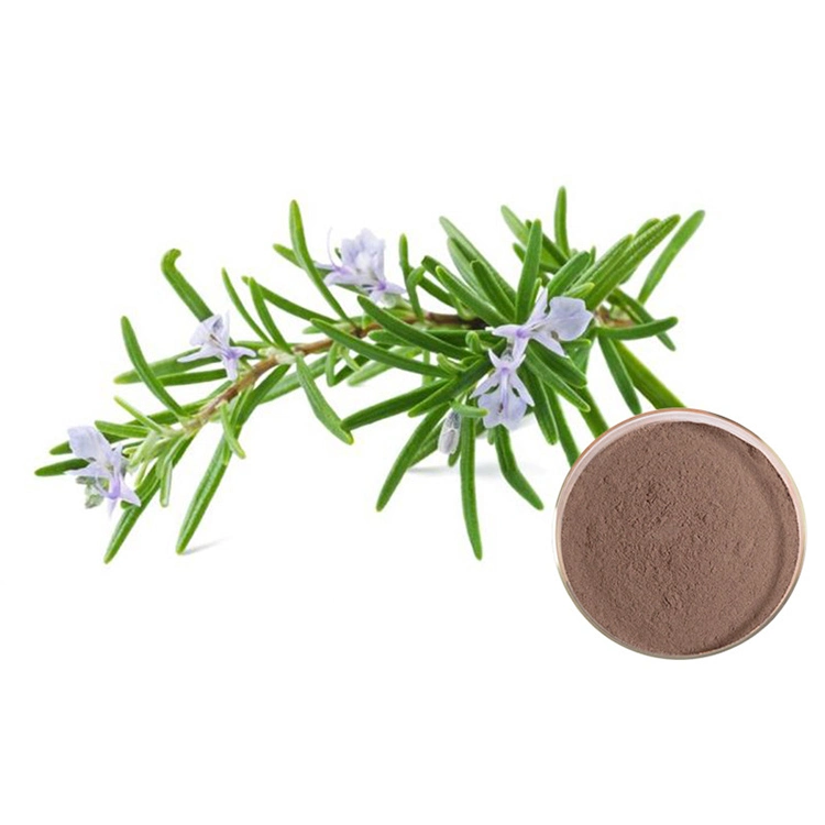 Oil Soluble Antioxidant Carnosic Acid 20%-95% Rosemary Extract