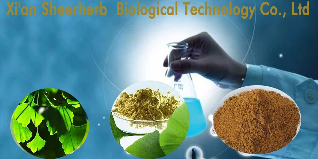 OEM High Quality ISO Certified 100% Natural Ginkgo Biloba Extract/ Ginkgo Leaf Extract with Treatment Alzheimer&prime; S Disease