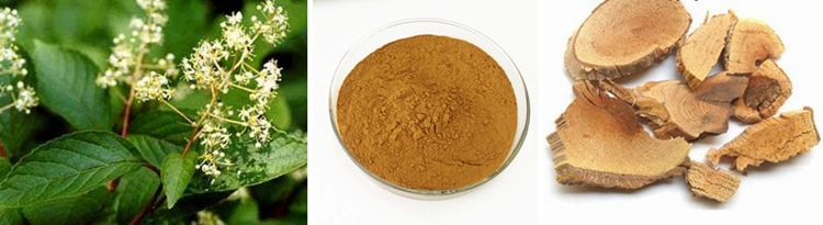 Medicine Raw Material Triptolide Lei Gong Teng/Thunder God Vine Tripterygium Wilfordii Extract