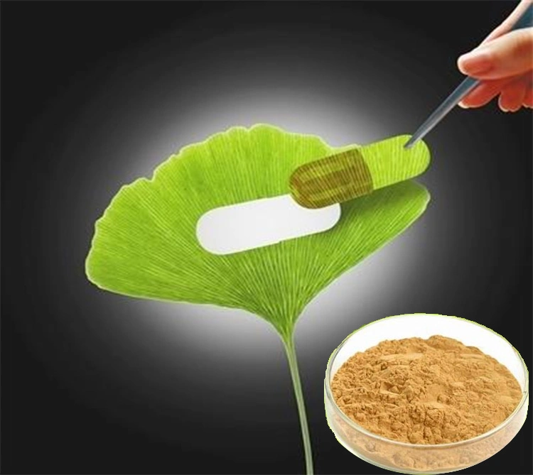 OEM High Quality ISO Certified 100% Natural Ginkgo Biloba Extract/ Ginkgo Leaf Extract with Treatment Alzheimer&prime; S Disease