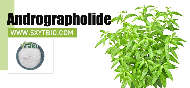 Andrographis Paniculata Extract Healthcare Supplement Andrographolide Powder