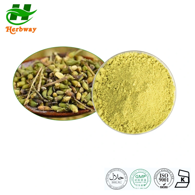 Herbway Free Sample Anti-Inflammatory Sophora Japonica Extract 95% 99% Quercetin